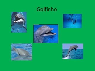 Golfinho  