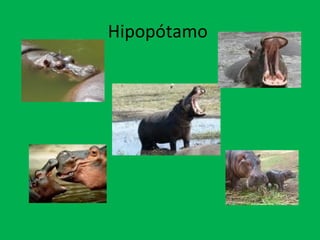 Hipopótamo  