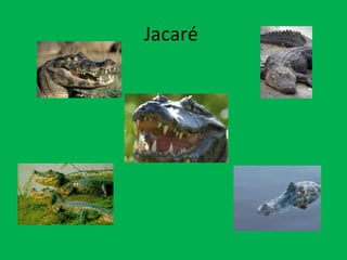 Jacaré  