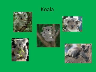 Koala  