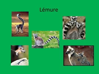 Lémure  