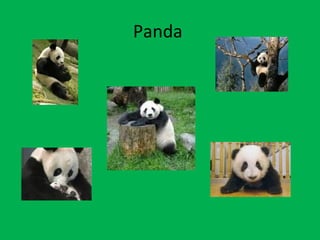 Panda  