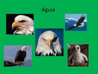 Águia  