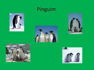 Pinguim  