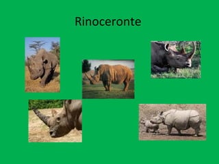 Rinoceronte  
