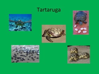 Tartaruga  