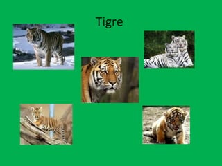 Tigre  