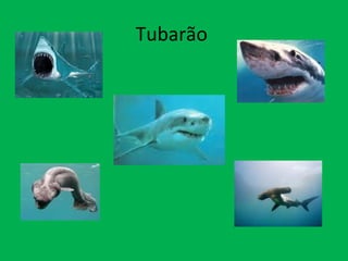 Tubarão  