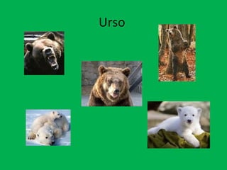 Urso  