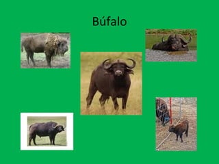Búfalo 