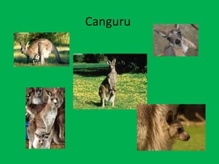 Canguru  