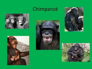 Chimpanzé  