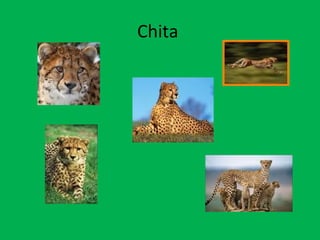 Chita  