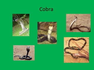 Cobra  