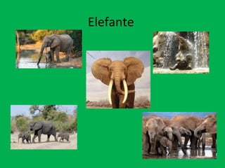 Elefante  