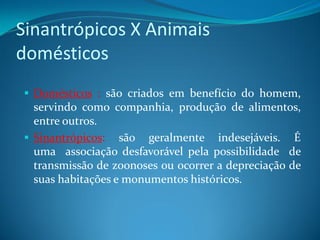 Sinantrópicos X Animais
domésticos
 Domésticos : são criados em benefício do homem,
  servindo como companhia, produção de alimentos,
  entre outros.
 Sinantrópicos: são geralmente indesejáveis. É
  uma associação desfavorável pela possibilidade de
  transmissão de zoonoses ou ocorrer a depreciação de
  suas habitações e monumentos históricos.
 
