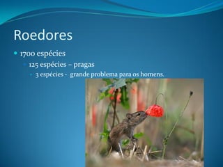 Roedores
 1700 espécies
    125 espécies – pragas
        3 espécies - grande problema para os homens.
 