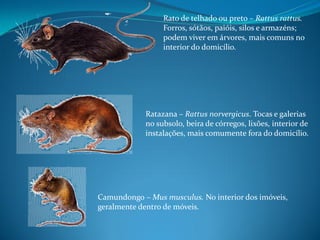 Rato de telhado ou preto – Rattus rattus.
                 Forros, sótãos, paióis, silos e armazéns;
                 podem viver em árvores, mais comuns no
                 interior do domicílio.




            Ratazana – Rattus norvergicus. Tocas e galerias
            no subsolo, beira de córregos, lixões, interior de
            instalações, mais comumente fora do domicílio.




Camundongo – Mus musculus. No interior dos imóveis,
geralmente dentro de móveis.
 