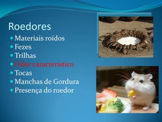 Roedores
 Materiais roídos
 Fezes
 Trilhas
 Odor característico
 Tocas
 Manchas de Gordura
 Presença do roedor
 
