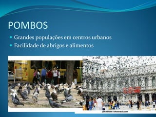 POMBOS
 Grandes populações em centros urbanos
 Facilidade de abrigos e alimentos
 