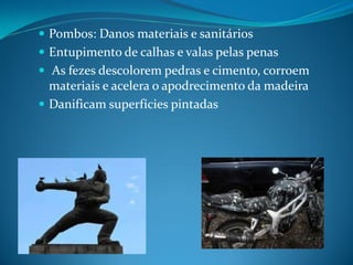  Pombos: Danos materiais e sanitários
 Entupimento de calhas e valas pelas penas
 As fezes descolorem pedras e cimento, corroem
  materiais e acelera o apodrecimento da madeira
 Danificam superfícies pintadas
 