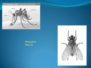 Mosquitos
Moscas
 