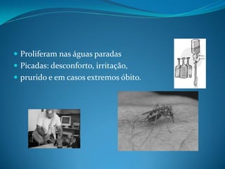  Proliferam nas águas paradas
 Picadas: desconforto, irritação,
 prurido e em casos extremos óbito.
 