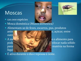 Moscas
 120.000 espécies
 Mosca doméstica (Musca domestica)
 Alimentam-se de fezes, escarros, pus, produtos
  animais e vegetais em decomposição, açúcar, entre
  outros.
 A mosca lança uma substância sobre o alimento para
  poder ingerí-lo, pois não consegue colocar nada sólido
  para dentro do organismo, somente matéria na forma
  líquida ou pastosa.
 É ativa durante o dia e repousa à noite.
 