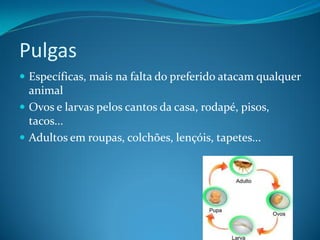 Pulgas
 Específicas, mais na falta do preferido atacam qualquer
  animal
 Ovos e larvas pelos cantos da casa, rodapé, pisos,
  tacos...
 Adultos em roupas, colchões, lençóis, tapetes...
 