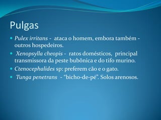 Pulgas
 Pulex irritans - ataca o homem, embora também -
  outros hospedeiros.
 Xenopsylla cheopis - ratos domésticos, principal
  transmissora da peste bubônica e do tifo murino.
 Ctenocephalides sp: preferem cão e o gato.
 Tunga penetrans - “bicho-de-pé”. Solos arenosos.
 