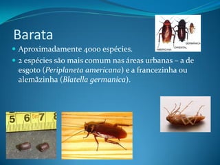 Barata
 Aproximadamente 4000 espécies.
 2 espécies são mais comum nas áreas urbanas – a de
 esgoto (Periplaneta americana) e a francezinha ou
 alemãzinha (Blatella germanica).
 