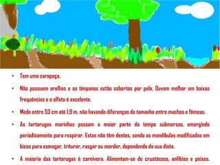 • Tem uma carapaça.
• Não possuem orelhas e os tímpanos estão cobertos por pele. Ouvem melhor em baixas
frequências e o olfato é excelente.
• Mede entre 53 cm até 1,9 m, não havendo diferenças de tamanho entre machos e fêmeas.
• As tartarugas marinhas passam a maior parte do tempo submersas, emergindo
periodicamente para respirar. Estas não têm dentes, sendo as mandíbulas modificadas em
bicos para esmagar, triturar, rasgar ou morder, dependendo da sua dieta.
• A maioria das tartarugas é carnívora. Alimentam-se de crustáceos, anfíbios e peixes.

 
