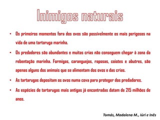 • Os primeiros momentos fora dos ovos são possivelmente os mais perigosos na

vida de uma tartaruga marinha.
• Os predadores são abundantes e muitas crias não conseguem chegar à zona da
rebentação marinha. Formigas, caranguejos, raposas, coiotes e abutres, são

apenas alguns dos animais que se alimentam dos ovos e das crias.
• As tartarugas depositam os ovos numa cova para proteger dos predadores.
• As espécies de tartarugas mais antigas já encontradas datam de 215 milhões de

anos.
Tomás, Madalena M., Iúri e Inês

 