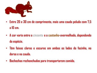 • Entre 20 e 30 cm de comprimento, mais uma cauda peluda com 7,5
a 10 cm.
• A cor varia entre o cinzento e o castanho-avermelhado, dependendo

da espécie.
• Têm faixas claras e escuras em ambos os lados do focinho, no
dorso e na cauda.
• Bochechas rechonchudas para transportarem comida.

 
