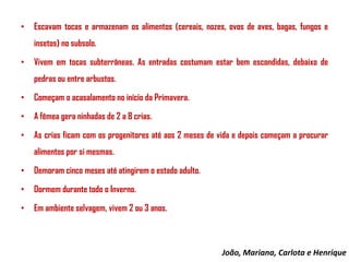 •

Escavam tocas e armazenam os alimentos (cereais, nozes, ovos de aves, bagas, fungos e
insetos) no subsolo.

•

Vivem em tocas subterrâneas. As entradas costumam estar bem escondidas, debaixo de
pedras ou entre arbustos.

•

Começam o acasalamento no início da Primavera.

•

A fêmea gera ninhadas de 2 a 8 crias.

•

As crias ficam com os progenitores até aos 2 meses de vida e depois começam a procurar
alimentos por si mesmas.

•

Demoram cinco meses até atingirem o estado adulto.

•

Dormem durante todo o Inverno.

•

Em ambiente selvagem, vivem 2 ou 3 anos.

João, Mariana, Carlota e Henrique

 