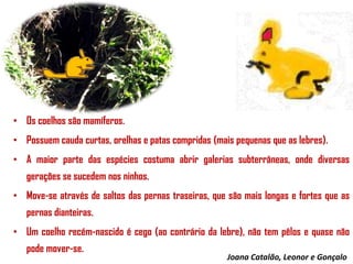 • Os coelhos são mamíferos.
• Possuem cauda curtas, orelhas e patas compridas (mais pequenas que as lebres).
• A maior parte das espécies costuma abrir galerias subterrâneas, onde diversas
gerações se sucedem nos ninhos.
• Move-se através de saltos das pernas traseiras, que são mais longas e fortes que as

pernas dianteiras.
• Um coelho recém-nascido é cego (ao contrário da lebre), não tem pêlos e quase não
pode mover-se.

Joana Catalão, Leonor e Gonçalo

 