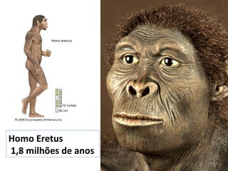 Homo Eretus
1,8 milhões de anos
 