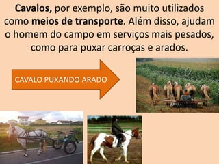 Cavalos, por exemplo, são muito utilizados
como meios de transporte. Além disso, ajudam
o homem do campo em serviços mais pesados,
como para puxar carroças e arados.
CAVALO PUXANDO ARADO
 