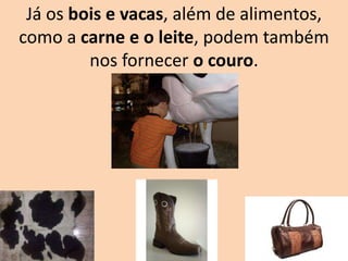 Já os bois e vacas, além de alimentos,
como a carne e o leite, podem também
nos fornecer o couro.
 