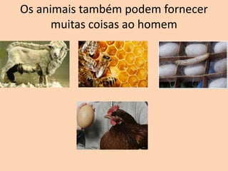 Os animais também podem fornecer
muitas coisas ao homem
 