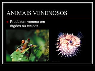 CLASSIFICAÇÃO DOS ANIMAIS PEÇONHENTOSAtivo: a peçonha é inoculada através de uma ação do agressorToxina - é uma substância de origem biológica que provoca danos à saúde de um ser vivo (= biotoxina)Toxicidade – é a capacidade letal de um determinado veneno ou peçonha. É medida através da DOSE LETAL MÉDIA (DL50)