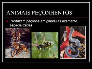 FUNÇÃO DO VENENOAlimentaçãoCapturaDigestãoDefesaIndividualColetiva