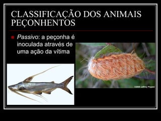 Produção de medicamentosAnalgésicosCola biológicaAnti-hipertensivosAnti-hemorrágicosAntimicrobianos