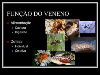 Animais venenosos