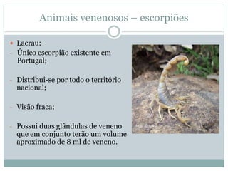 Animais venenosos – escorpiões

 Lacrau:
- Único escorpião existente em
  Portugal;

- Distribui-se por todo o território
  nacional;

- Visão fraca;


- Possui duas glândulas de veneno
  que em conjunto terão um volume
  aproximado de 8 ml de veneno.
 