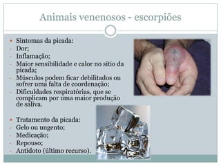 Animais venenosos - escorpiões

 Sintomas da picada:
- Dor;
- Inflamação;
- Maior sensibilidade e calor no sítio da
  picada;
- Músculos podem ficar debilitados ou
  sofrer uma falta de coordenação;
- Dificuldades respiratórias, que se
  complicam por uma maior produção
  de saliva.

   Tratamento da picada:
-   Gelo ou ungento;
-   Medicação;
-   Repouso;
-   Antídoto (último recurso).
 