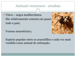 Animais venenosos - aranhas

 Viúva – negra mediterrânica
- São relativamente comuns em quase
 todo o país;

- Veneno neurotóxico;


- Espécie popular entre os aracnófilos e cada vez mais
 vendida como animal de estimação.
 