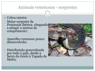 Animais venenosos - serpentes

 Cobra rateira:
- Maior serpente da
 Península Ibérica, chegando
 a atingir 2 metros de
 comprimento;

- Aparelho venenoso pouco
 desenvolvido;

- Distribuição generalizada
 por todo o país, desde a
 Serra do Gerês à Tapada de
 Mafra.
 