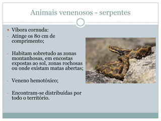 Animais venenosos - serpentes

 Víbora cornuda:
- Atinge os 80 cm de
  comprimento;

- Habitam sobretudo as zonas
  montanhosas, em encostas
  expostas ao sol, zonas rochosas
  ou onde existam matas abertas;

- Veneno hemotóxico;

- Encontram-se distribuídas por
  todo o território.
 