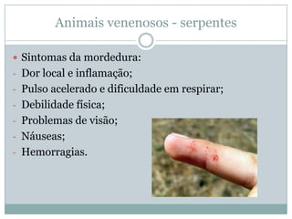 Animais venenosos - serpentes

 Sintomas da mordedura:
- Dor local e inflamação;
- Pulso acelerado e dificuldade em respirar;
- Debilidade física;
- Problemas de visão;
- Náuseas;
- Hemorragias.
 